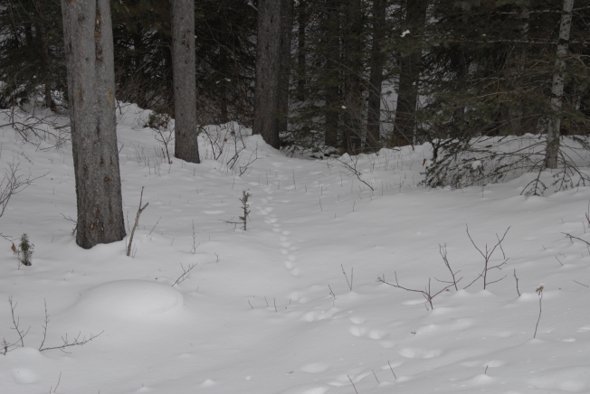 Marten walking.  Tracks are individual and close together.