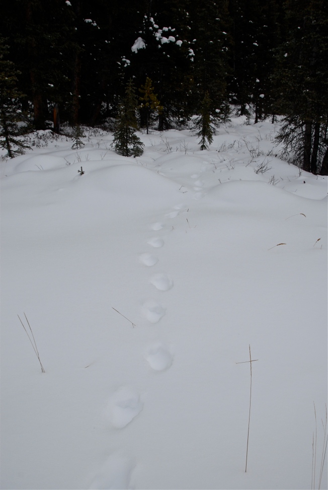 Lynx tracks